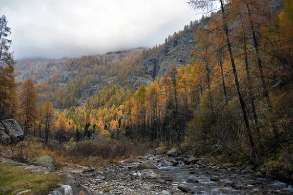 Žluté modříny na podzim v Alpách — Stock fotografie