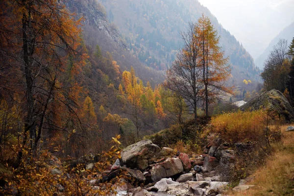 Yellow larch in autumn in the Alps mountains — Stock Photo, Image