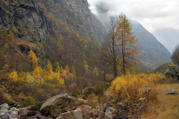 Yellow larch in autumn in the Alps mountains — Stock Photo, Image