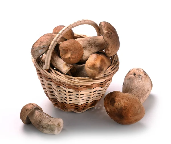 Autumn Cep Mushrooms in a wicker basket — Stock Photo, Image
