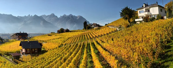 Panorama das vinhas de outono na Suíça — Fotografia de Stock