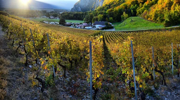 Panorama das vinhas de outono na Suíça — Fotografia de Stock