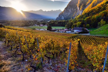 İsviçre sonbahar üzüm bağları Panoraması 