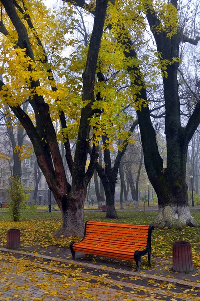 Colorful autumn trees with yellowed foliage in the autumn park — Stock Photo, Image