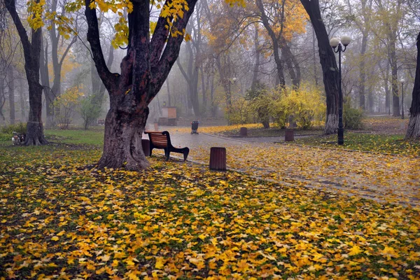 Барвисті осінні дерева з пофарбованим листям в осінньому парку . — стокове фото