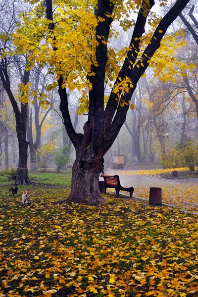 Colorful autumn trees with yellowed foliage in the autumn park. — Stock Photo, Image