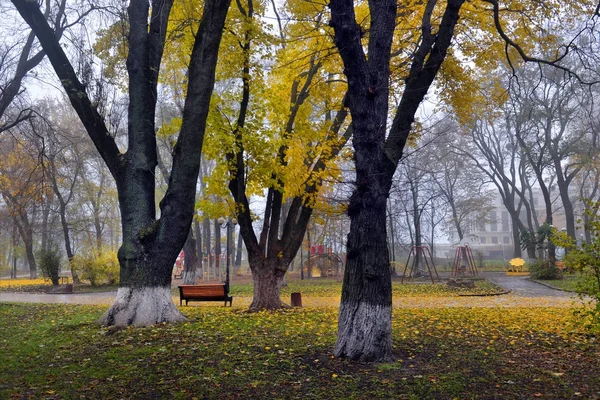 Цветные осенние деревья с желтыми листьями в осеннем парке — стоковое фото