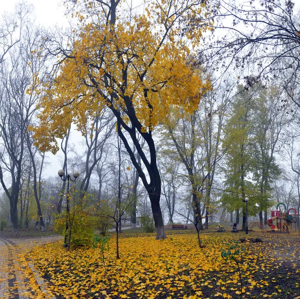 Alberi autunnali colorati con fogliame ingiallito nel parco autunnale . — Foto Stock