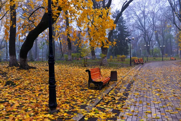 Colorful autumn trees with yellowed foliage in the autumn park. — Stock Photo, Image