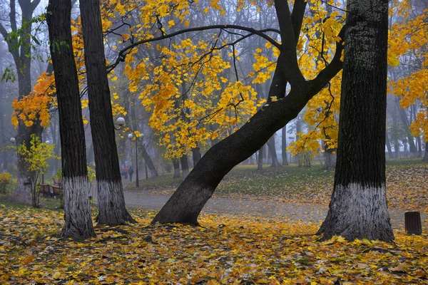 Барвисті осінні дерева з пофарбованим листям в осінньому парку . — стокове фото