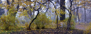 Renkli sonbahar ağaçları sonbahar parkta sararmış yapraklar ile