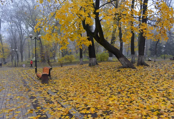 Цветные осенние деревья с желтыми листьями в осеннем парке . — стоковое фото