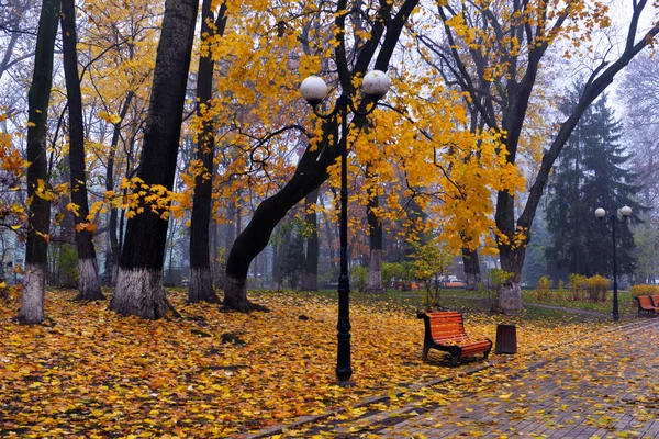 Árvores de outono coloridas com folhagem amarelada no parque de outono . — Fotografia de Stock