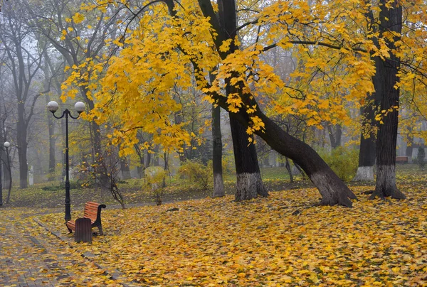 Árvores de outono coloridas com folhagem amarelada no parque de outono . — Fotografia de Stock