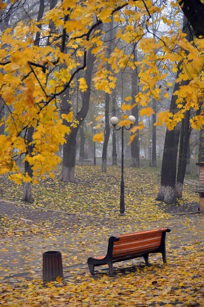 秋天公园里有黄叶的五颜六色的秋天树 — 图库照片
