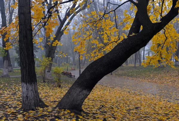 Árvores de outono coloridas com folhagem amarelada no parque de outono . — Fotografia de Stock