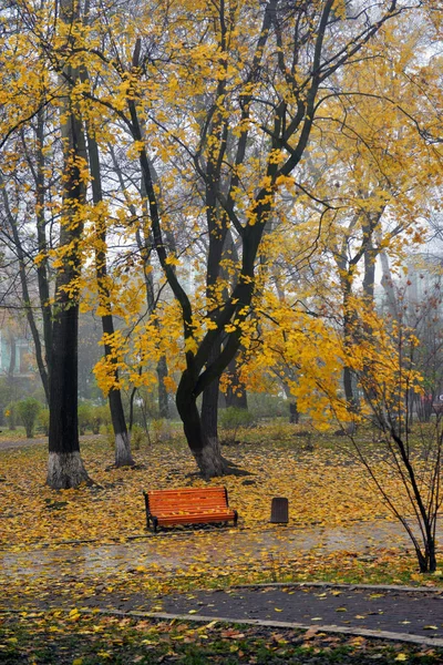 秋の公園で黄ばんだ葉と色鮮やかな紅葉. — ストック写真