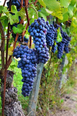 Asma ve bir alandaki siyah üzüm demet.