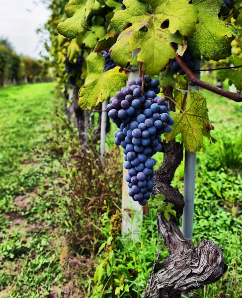Vine and bunch of black grapes in a field. — Stock Photo, Image