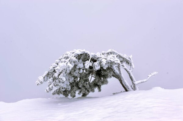 Snow-covered tree on the edge of a cliff
