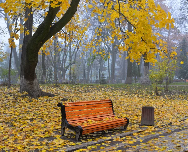 Colorful autumn trees with yellowed foliage in the autumn park — Stock Photo, Image