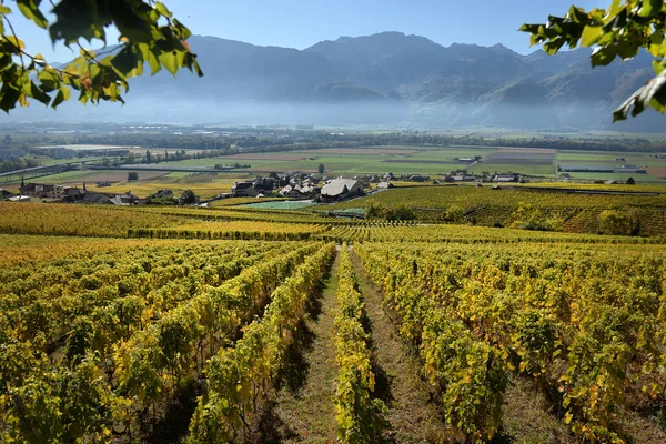 Панорама осенних виноградников Швейцарии — стоковое фото