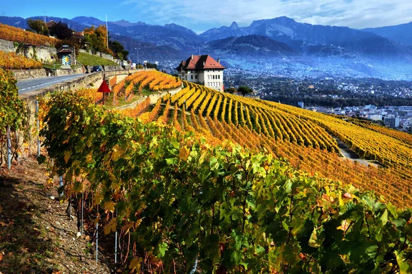 Panorama över höstens vingårdar i Schweiz — Stockfoto