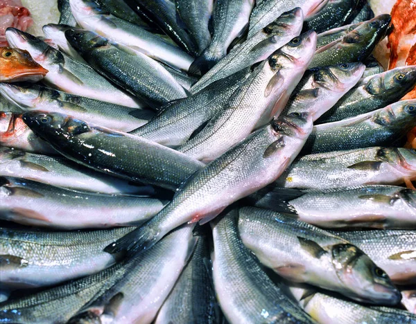 Cluster of sea bass for sale at supermarket. Fresh fish on the i — Stock Photo, Image