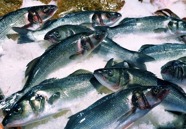 Cluster of sea bass for sale at supermarket. Fresh fish on the i — Stock Photo, Image