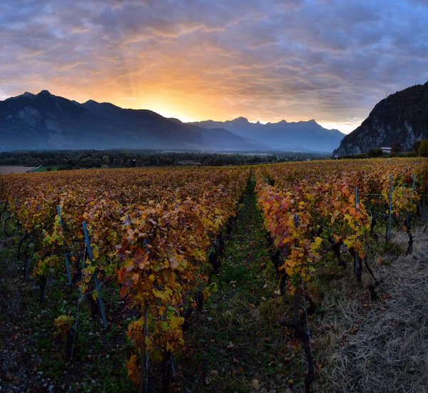 Herbstliche Weinberge in der Schweiz — Stockfoto