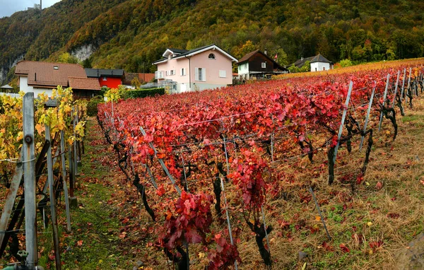 Панорама осінній виноградників в Швейцарії — стокове фото