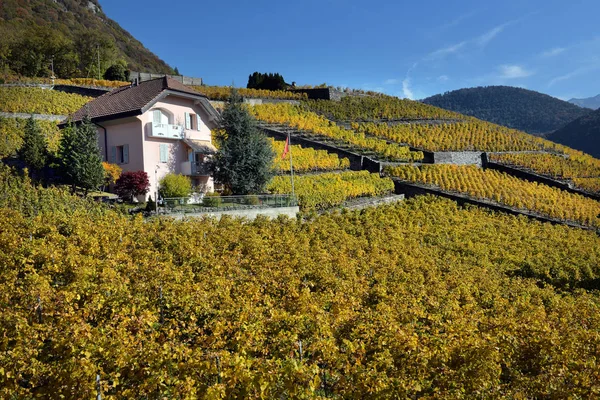 Herbstliche Weinberge in der Schweiz — Stockfoto