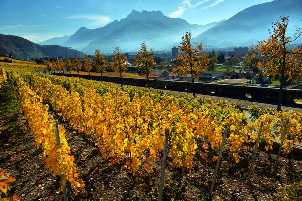 秋天葡萄园的全景在瑞士 — 图库照片