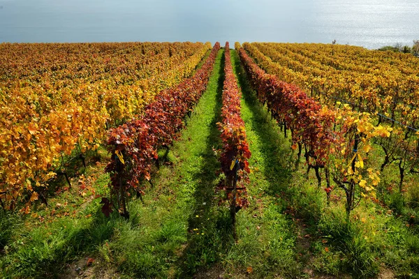 Panorama de los viñedos de otoño en Suiza —  Fotos de Stock