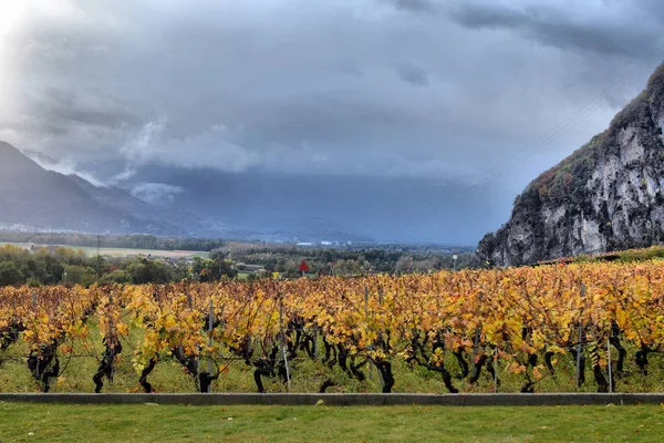 Herbstliche Weinberge in der Schweiz — Stockfoto