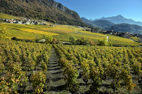 Herbstliche Weinberge in der Schweiz — Stockfoto