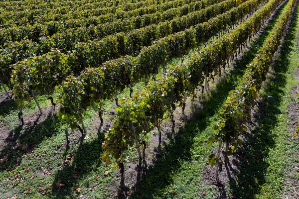 Panorama de los viñedos de otoño en Suiza —  Fotos de Stock