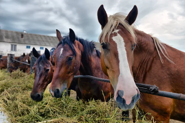Group of purebred horses eating hay on rural animal farm.