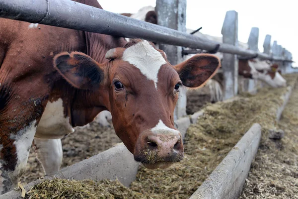 Een kudde koeien die gebruik maken van hooi in een schuur op een melkveebedrijf. — Stockfoto