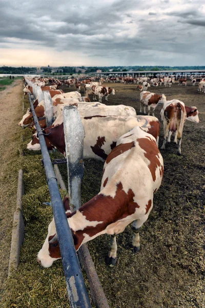 Uma manada de vacas que usam feno em um celeiro em uma fazenda leiteira . — Fotografia de Stock