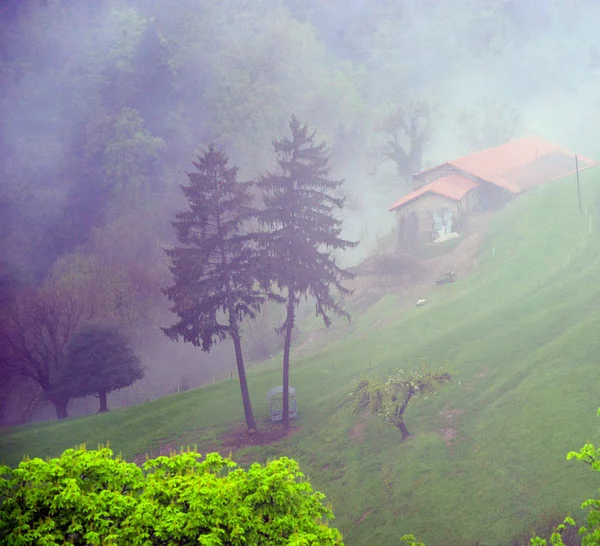Άνοιξη ομίχλη στο αλπικό δάσος — Φωτογραφία Αρχείου