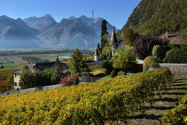Panorama z podzimní vinice ve Švýcarsku — Stock fotografie