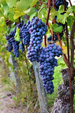 Asma ve bir alandaki siyah üzüm demet.