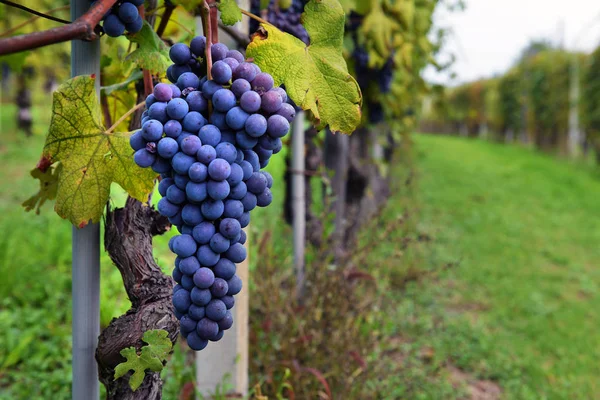 Vitigno e grappolo di uva nera in un campo . — Foto Stock