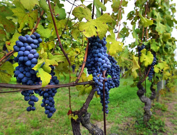 Winorośli i kilka czarnych winogron w polu. — Zdjęcie stockowe