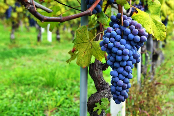 Vitigno e grappolo di uva nera in un campo . — Foto Stock