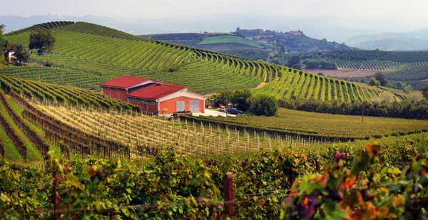 Vue des vignobles automnaux sur les collines de la région Langhe à Pied — Photo