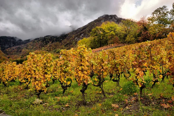 Herbstliche Weinberge in der Schweiz — Stockfoto