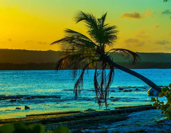 Coco palm at sunset over tropical beach in Caribbean sea. Vintag