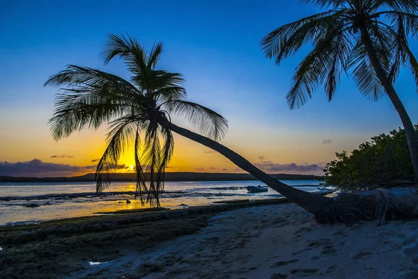 카리브해의 열대 해변에서 해질 녘의 코코 팜. 빈 칩 — 스톡 사진